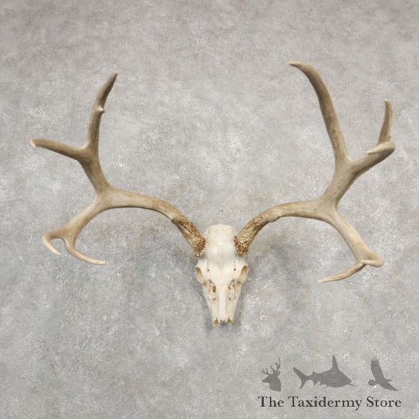 Mule Deer Skull European Mount For Sale #20548 @ The Taxidermy Store