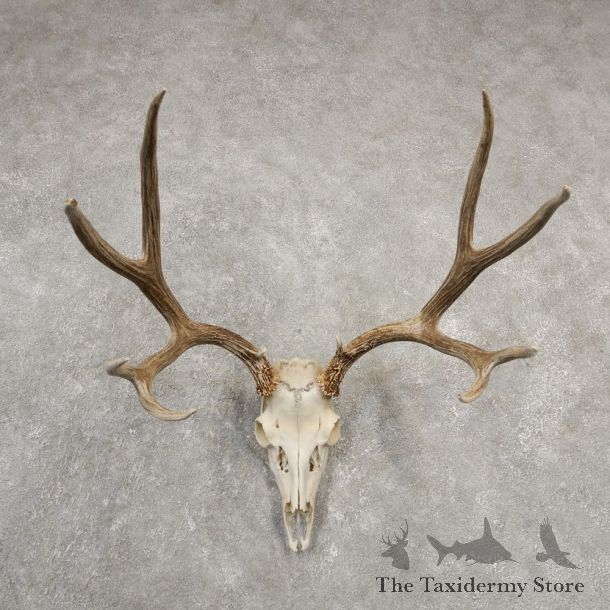 Mule Deer Skull European Mount For Sale #20549 @ The Taxidermy Store