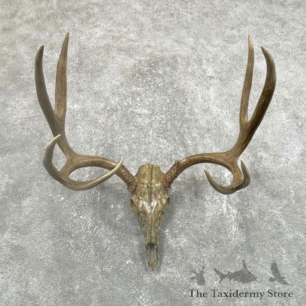 Mule Deer Skull European Mount For Sale #24509 @ The Taxidermy Store