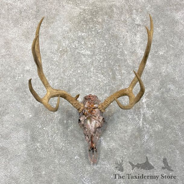 Mule Deer Skull European Mount For Sale #24511 @ The Taxidermy Store