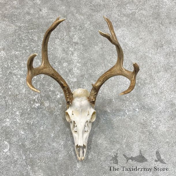 Mule Deer Skull European Mount For Sale #25252 @ The Taxidermy Store
