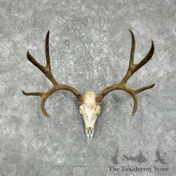 Mule Deer Skull European Mount For Sale #25597 @ The Taxidermy Store