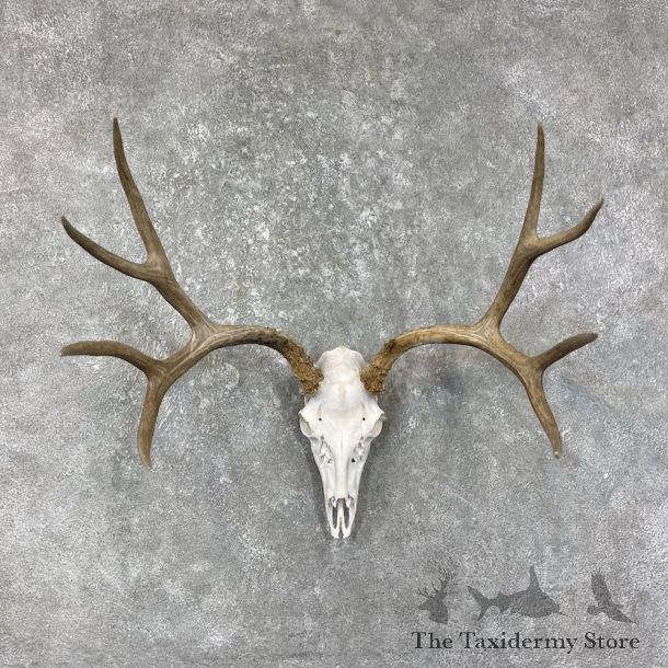 Mule Deer Skull European Mount For Sale #25603 @ The Taxidermy Store