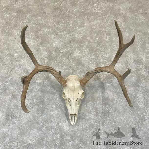Mule Deer Skull European Mount For Sale #28111 @ The Taxidermy Store