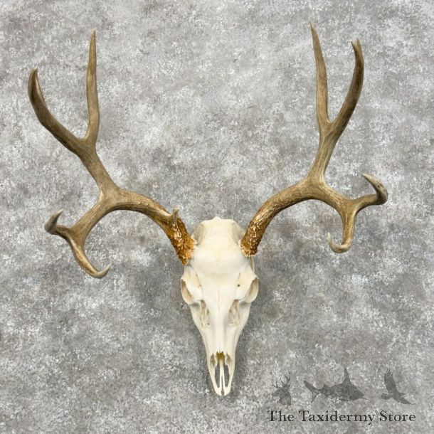 Mule Deer Skull Antler European Mount For Sale #27940 @ The Taxidermy Store