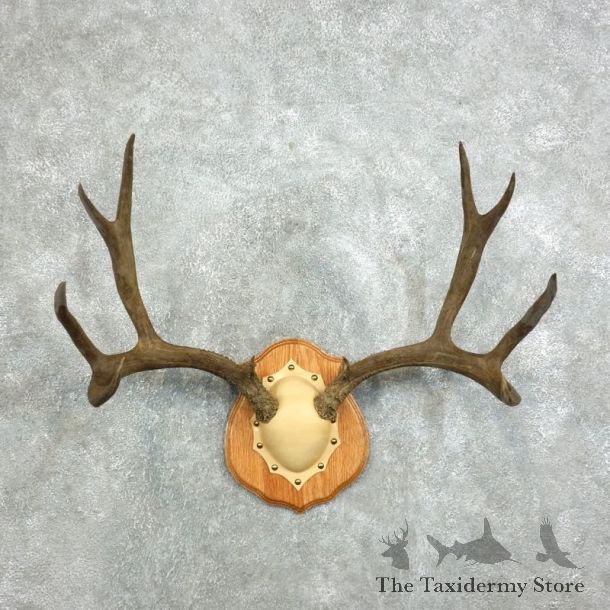 Mule Deer Taxidermy Antler Plaque #18340 For Sale @ The Taxidermy Store