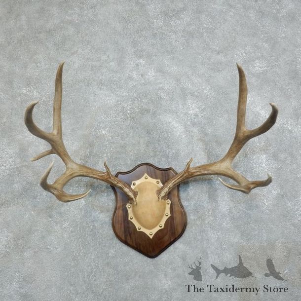 Mule Deer Taxidermy Antler Plaque #18371 For Sale @ The Taxidermy Store