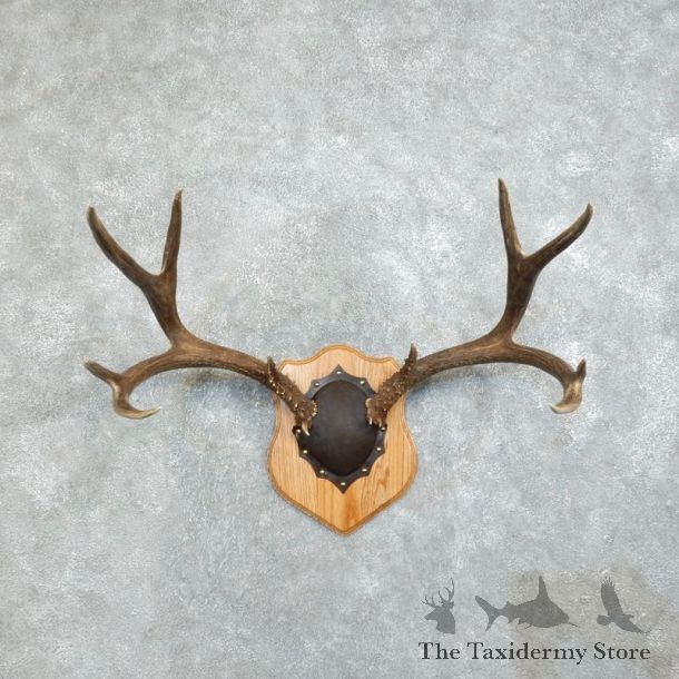 Mule Deer Taxidermy Antler Plaque #18380 For Sale @ The Taxidermy Store