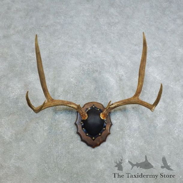 Mule Deer Taxidermy Antler Plaque #18408 For Sale @ The Taxidermy Store