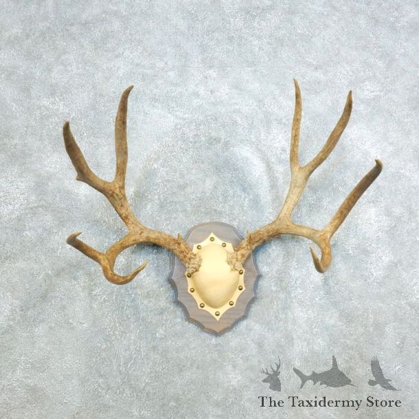 Mule Deer Taxidermy Antler Plaque #18411 For Sale @ The Taxidermy Store