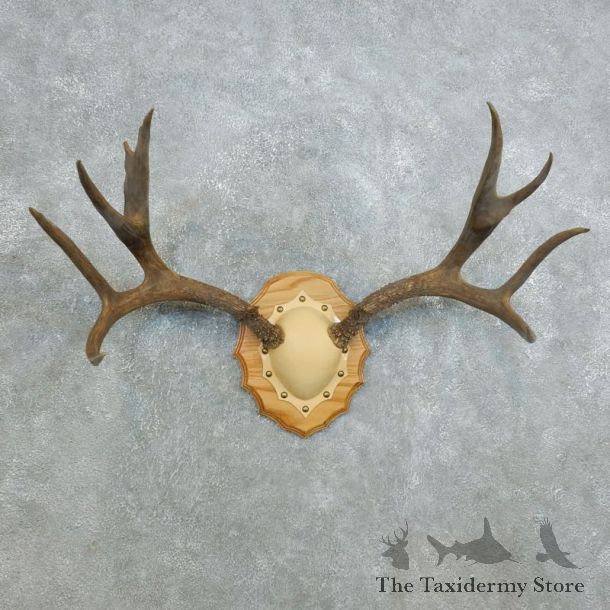 Mule Deer Taxidermy Antler Plaque #18419 For Sale @ The Taxidermy Store