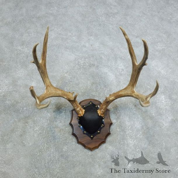 Mule Deer Taxidermy Antler Plaque #18420 For Sale @ The Taxidermy Store