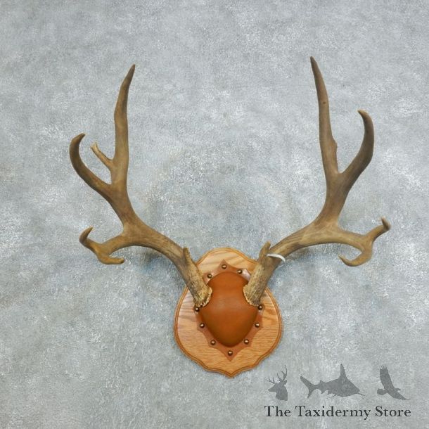 Mule Deer Taxidermy Antler Plaque #18421 For Sale @ The Taxidermy Store