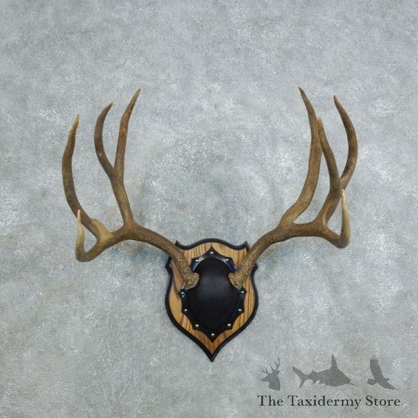 Mule Deer Taxidermy Antler Plaque #18435 For Sale @ The Taxidermy Store
