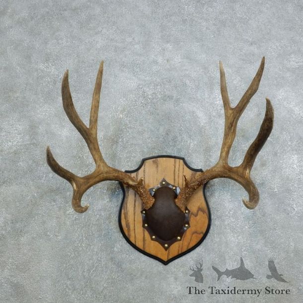 Mule Deer Taxidermy Antler Plaque #18438 For Sale @ The Taxidermy Store