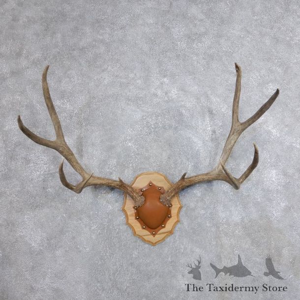 Mule Deer Taxidermy Antler Plaque #18709 For Sale @ The Taxidermy Store