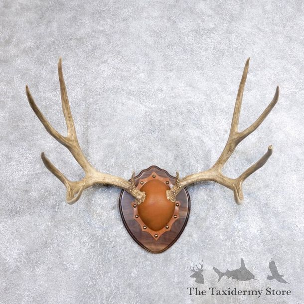 Mule Deer Taxidermy Antler Plaque #18710 For Sale @ The Taxidermy Store