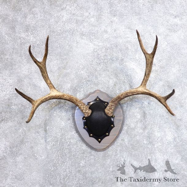 Mule Deer Taxidermy Antler Plaque #18712 For Sale @ The Taxidermy Store