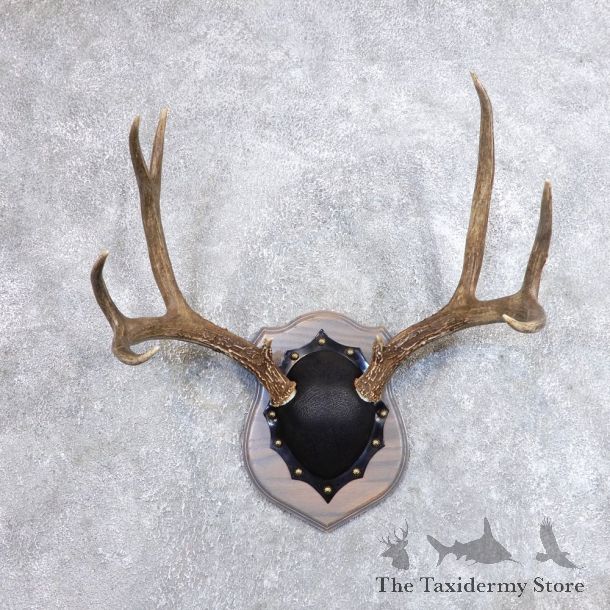Mule Deer Taxidermy Antler Plaque #18713 For Sale @ The Taxidermy Store