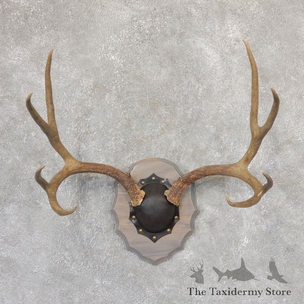 Mule Deer Taxidermy Antler Plaque #18997 For Sale @ The Taxidermy Store