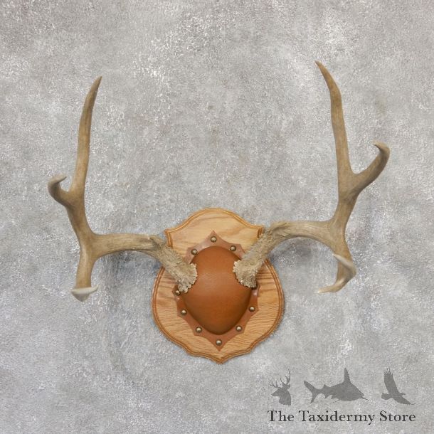 Mule Deer Taxidermy Antler Plaque #18999 For Sale @ The Taxidermy Store