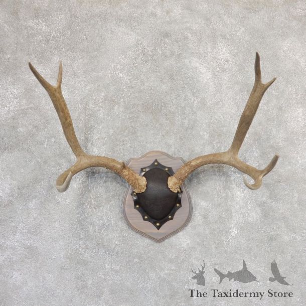 Mule Deer Taxidermy Antler Plaque #19001 For Sale @ The Taxidermy Store