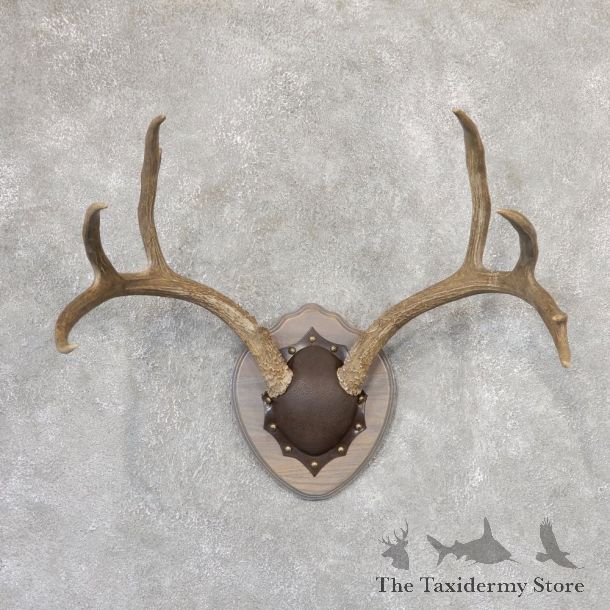 Mule Deer Taxidermy Antler Plaque #19003 For Sale @ The Taxidermy Store