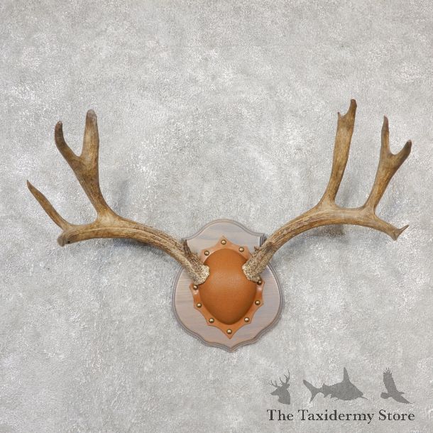 Mule Deer Taxidermy Antler Plaque #19105 For Sale @ The Taxidermy Store