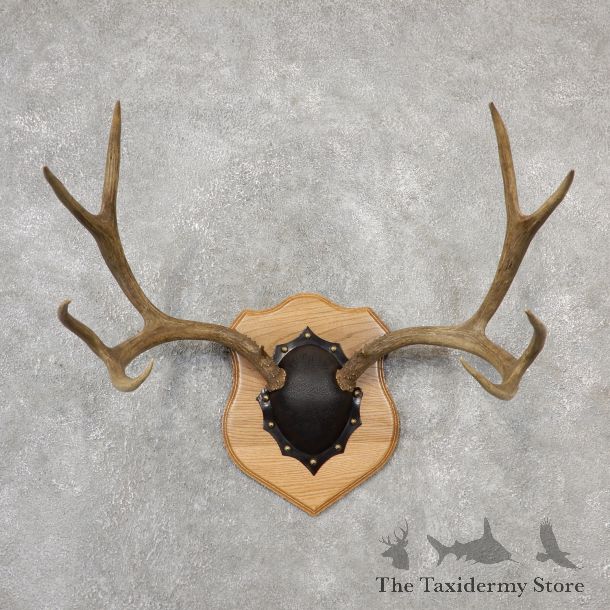 Mule Deer Taxidermy Antler Plaque #19112 For Sale @ The Taxidermy Store