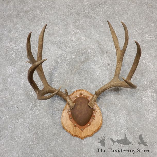 Mule Deer Taxidermy Antler Plaque #19113 For Sale @ The Taxidermy Store