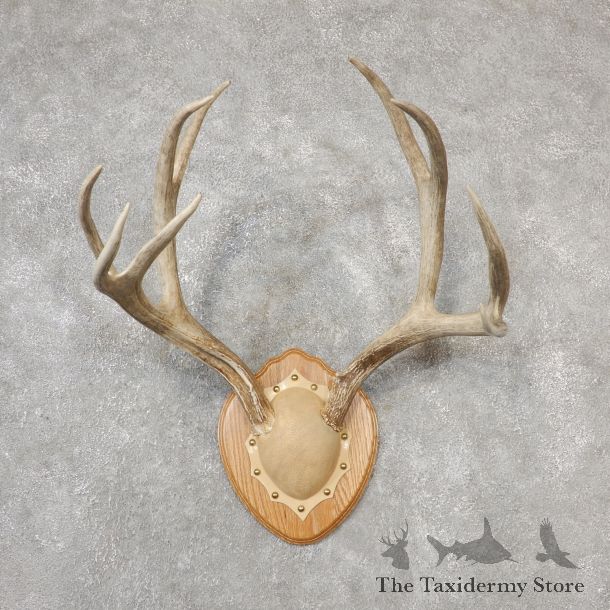 Mule Deer Taxidermy Antler Plaque #19115 For Sale @ The Taxidermy Store
