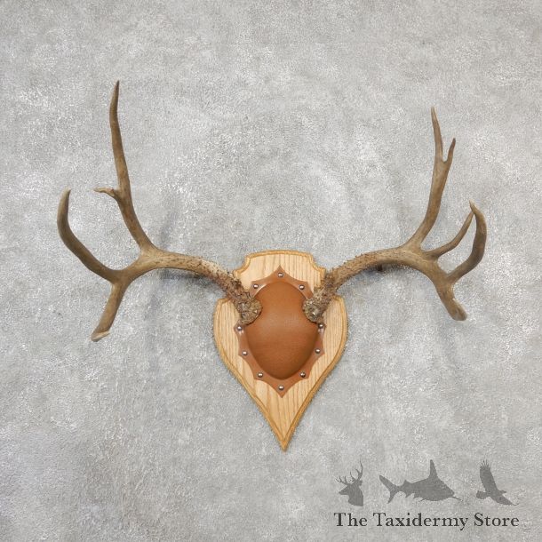 Mule Deer Taxidermy Antler Plaque #19118 For Sale @ The Taxidermy Store