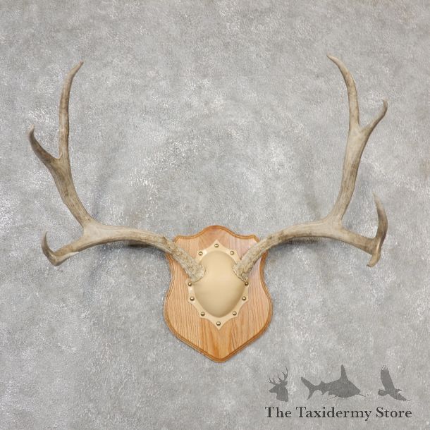 Mule Deer Taxidermy Antler Plaque #19120 For Sale @ The Taxidermy Store