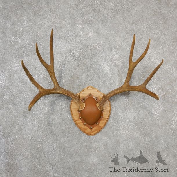 Mule Deer Taxidermy Antler Plaque #19130 For Sale @ The Taxidermy Store