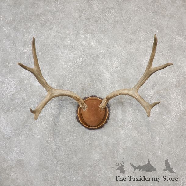 Mule Deer Taxidermy Antler Plaque #19133 For Sale @ The Taxidermy Store