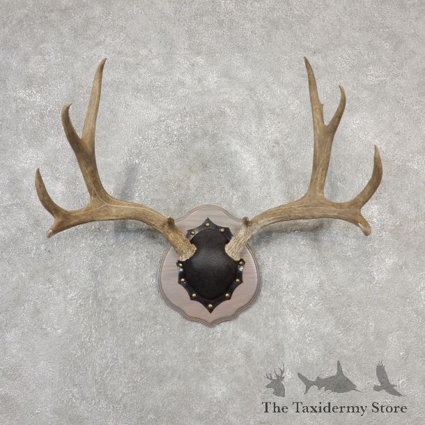 Mule Deer Taxidermy Antler Plaque #19134 For Sale @ The Taxidermy Store