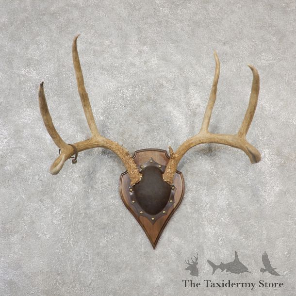 Mule Deer Taxidermy Antler Plaque #19136 For Sale @ The Taxidermy Store