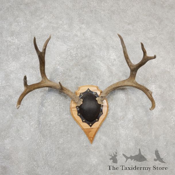 Mule Deer Taxidermy Antler Plaque #19138 For Sale @ The Taxidermy Store
