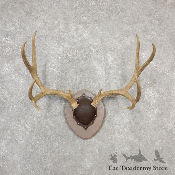 Mule Deer Taxidermy Antler Plaque #19140 For Sale @ The Taxidermy Store