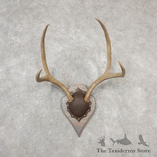Mule Deer Taxidermy Antler Plaque #19141 For Sale @ The Taxidermy Store