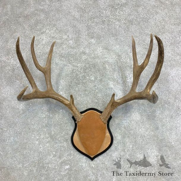 Mule Deer Taxidermy Antler Plaque #21869 For Sale @ The Taxidermy Store