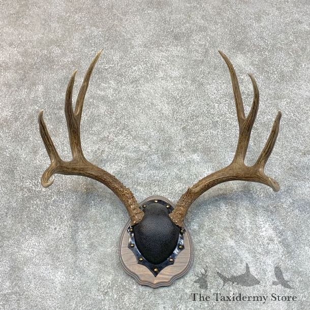 Mule Deer Taxidermy Antler Plaque #22719 For Sale @ The Taxidermy Store