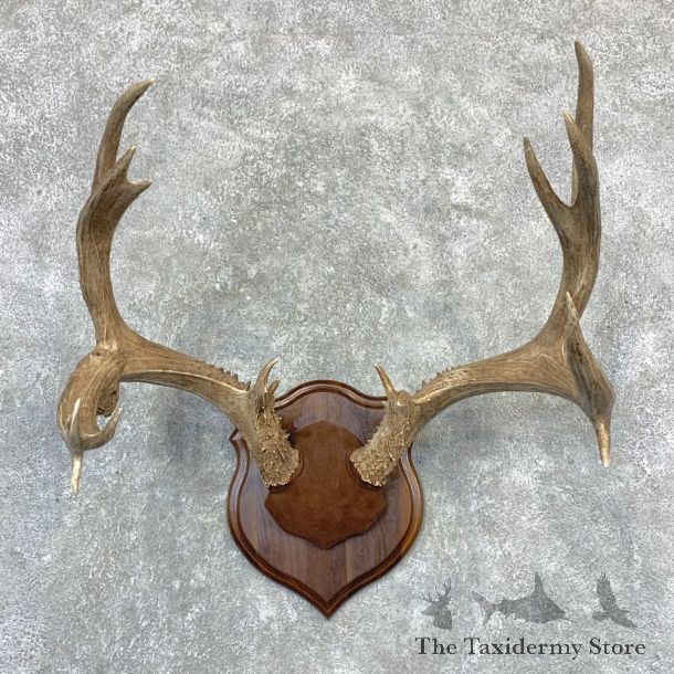 Mule Deer Taxidermy Antler Plaque #23189 For Sale @ The Taxidermy Store