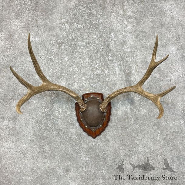 Mule Deer Taxidermy Antler Plaque #25331 For Sale @ The Taxidermy Store