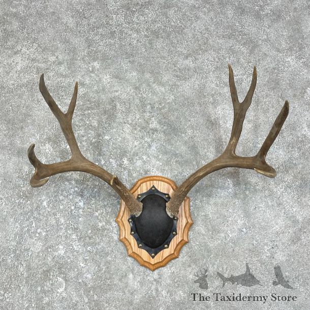 Mule Deer Taxidermy Antler Plaque #25878 For Sale @ The Taxidermy Store