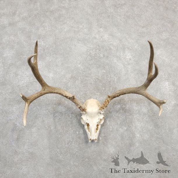 Mule Deer Taxidermy Antler Plaque Mount #20306 For Sale @ The Taxidermy Store
