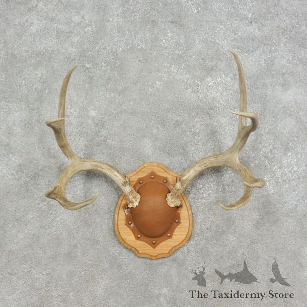 Mule Deer Taxidermy European Antler Plaque #17078 For Sale @ The Taxidermy Store