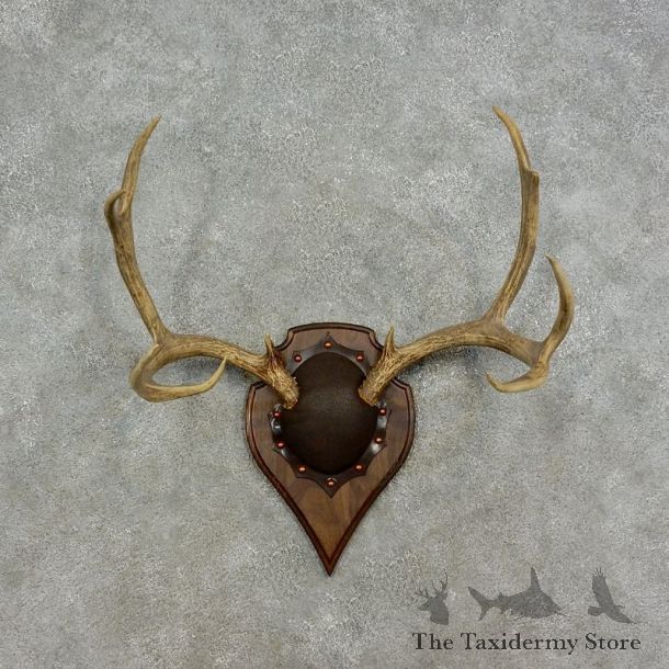 Mule Deer Taxidermy European Antler Plaque #17079 For Sale @ The Taxidermy Store