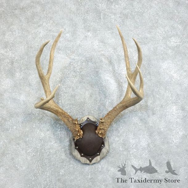 Mule Deer Taxidermy European Antler Plaque #18377 For Sale @ The Taxidermy Store