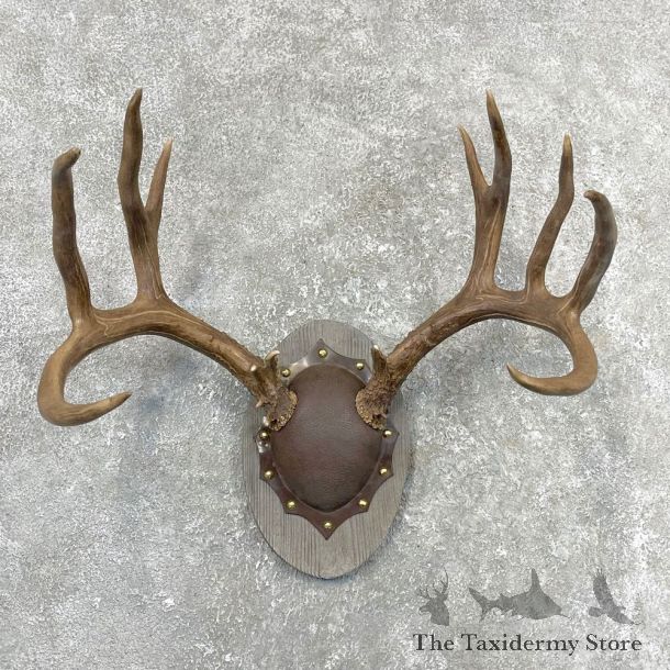 Mule Deer Taxidermy European Antler Plaque #24550 For Sale @ The Taxidermy Store